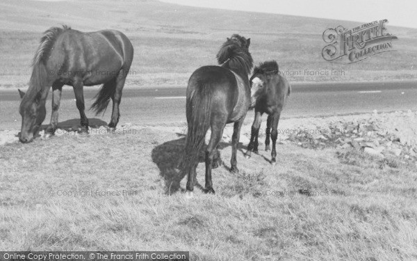 Photo of Dartmoor, Dartmoor Ponies c.1965