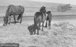 Dartmoor Ponies c.1965, Dartmoor