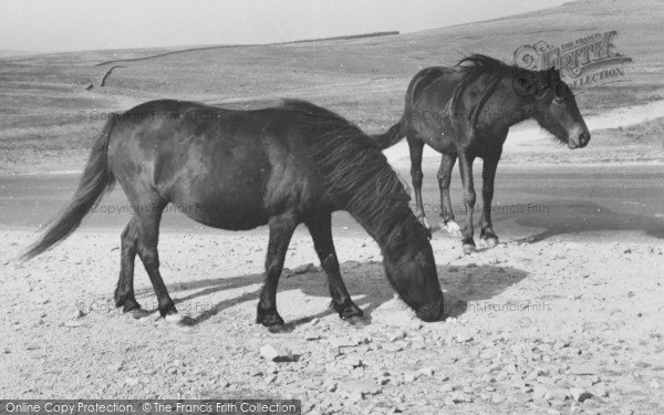 Photo of Dartmoor, Dartmoor Ponies c.1965