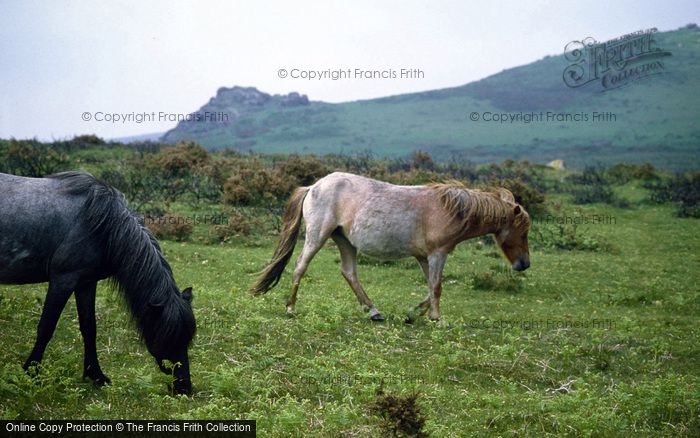 Photo of Dartmoor, Dartmoor Ponies c.1995