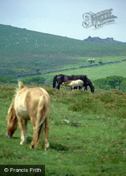 Dartmoor Ponies c.1995, Dartmoor