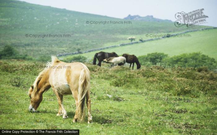 Photo of Dartmoor, Dartmoor Ponies c.1995