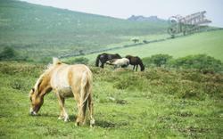 Dartmoor Ponies c.1995, Dartmoor