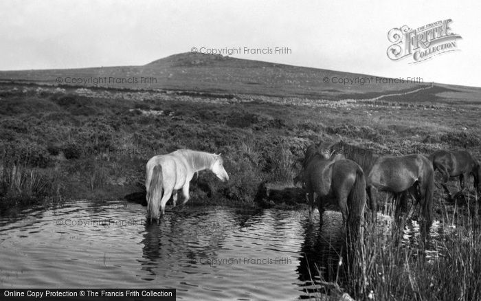 Photo of Dartmoor, Dartmoor Ponies Under Rippon Tor 1927