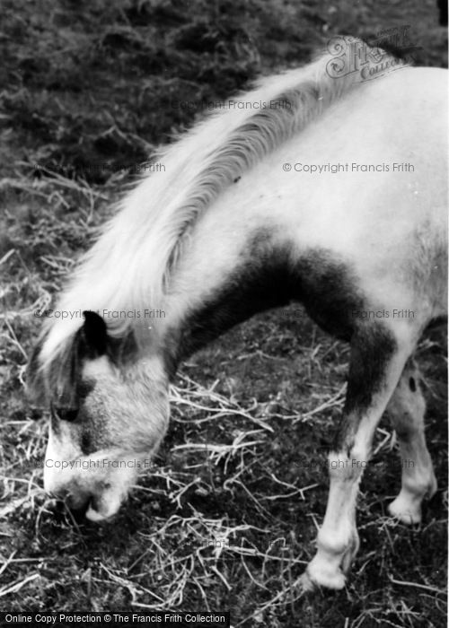 Photo of Dartmoor, Dartmoor Pony c.1960