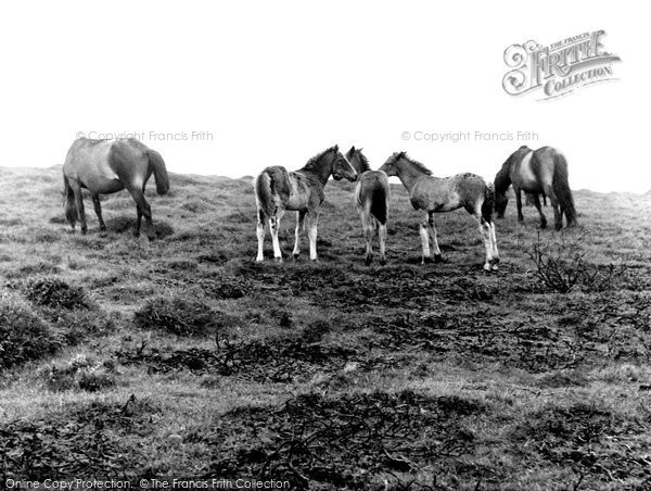 Photo of Dartmoor, Ponies c.1960