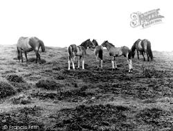 Ponies c.1960, Dartmoor