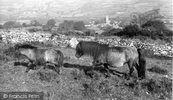 Ponies c.1965, Dartmoor