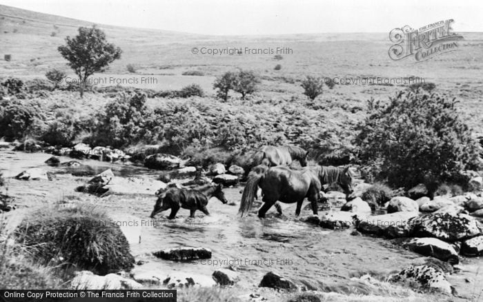 Photo of Dartmoor, Ponies Crossing The Stream c.1950