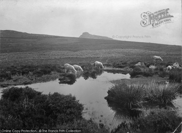 Photo of Dartmoor, Sheep At Haytor 1927
