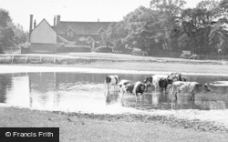 The Pond And Mardleybury Manor c.1955, Datchworth