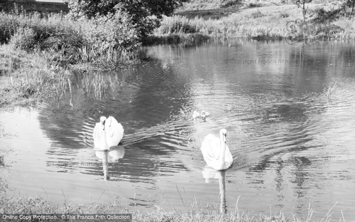 Photo of Delamere, Swans c.1955