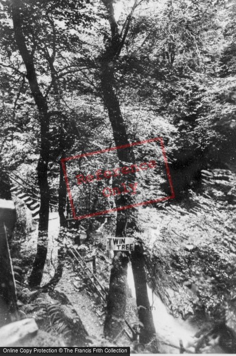 Photo of Devil's Bridge, The Twin Tree c.1935