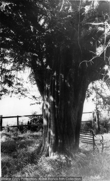 Photo of Didling, St Andrew's Church, The Old Yew c.1960
