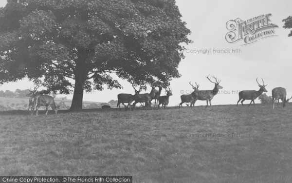 Photo of Disley, Deer In Lyme Park c.1935