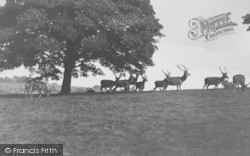 Deer In Lyme Park c.1935, Disley