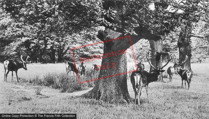 Photo of Disley, Deer In Lyme Park c.1950