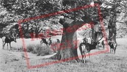 Deer In Lyme Park c.1950, Disley