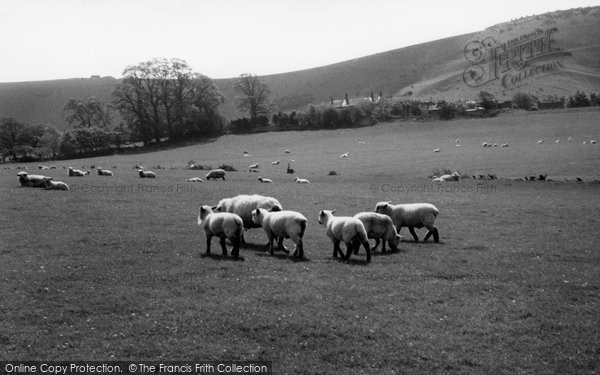 Photo of Ditchling, South Down Sheep c.1960