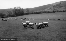 South Down Sheep c.1960, Ditchling