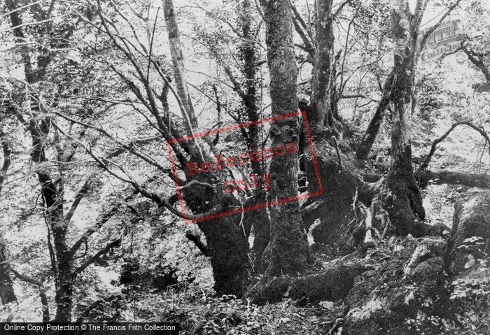 Photo of Dolgellau, Torrent Walk 1888