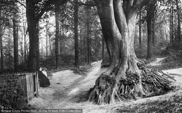 Photo of Dorking, Glory Woods 1906
