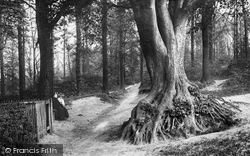 Glory Woods 1906, Dorking