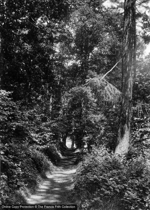 Photo of Dorking, Glory Woods 1906