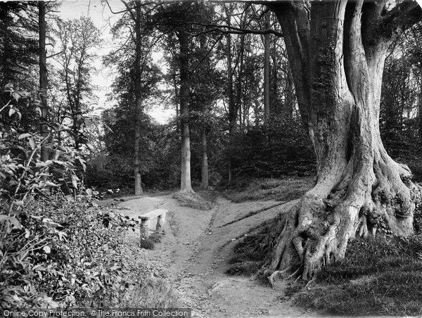 Photo of Dorking, Glory Woods 1922