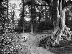 Glory Woods 1922, Dorking