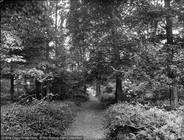 Photo of Dorking, Glory Woods 1928