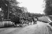 Horse And Cart 1906, Dorking