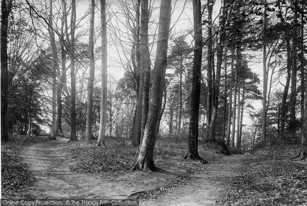 Photo of Dorking, In Glory Woods 1892