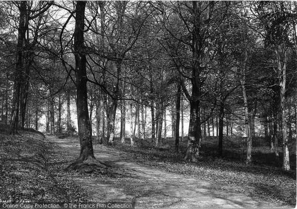 Photo of Dorking, In Glory Woods 1892