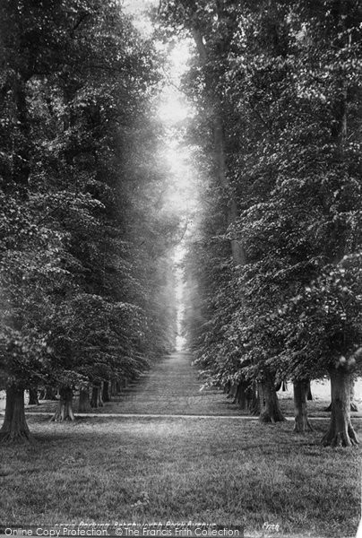 Photo of Dorking, Lime Tree Avenue, Betchworth Park 1906