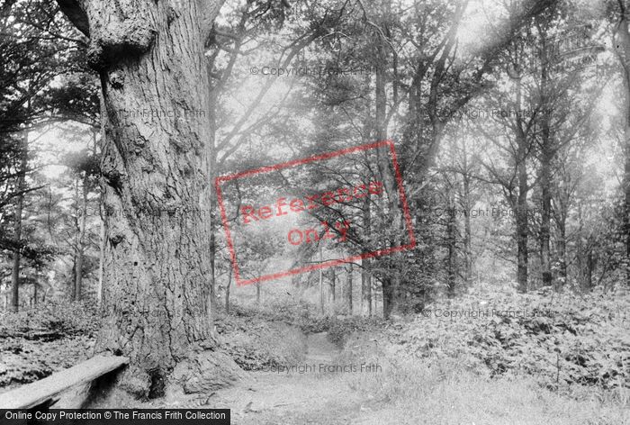 Photo of Dorking, The Glory Woods 1890