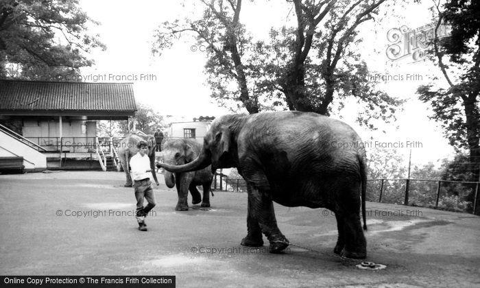 Photo of Dudley, Elephants At Dudley Zoo c.1965