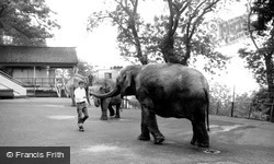 Elephants At Dudley Zoo c.1965, Dudley