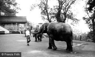 Dudley, Elephants at Dudley Zoo c1965