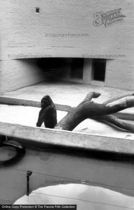 Photo of Dudley, The Zoo, The Gorilla c.1965