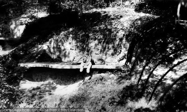 Photo of Dudley, The Zoo, The Lions c.1965