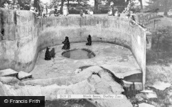 Zoo, Black Bears c.1955, Dudley
