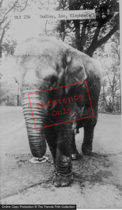 Photo of Dudley, Zoo, Elephant c.1965