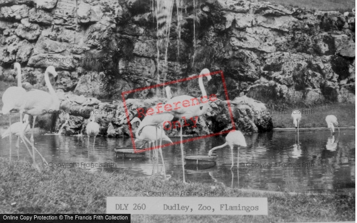 Photo of Dudley, Zoo, Flamingos c.1965