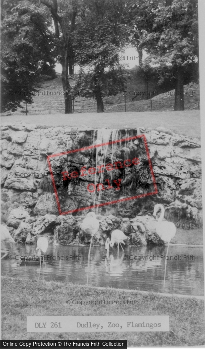 Photo of Dudley, Zoo, Flamingos c.1965