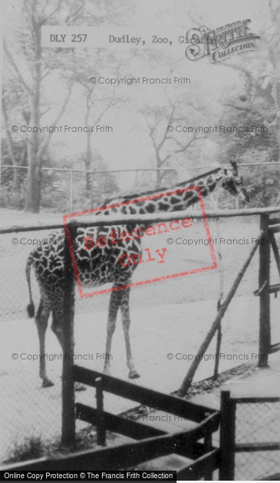 Photo of Dudley, Zoo, Giraffe c.1965