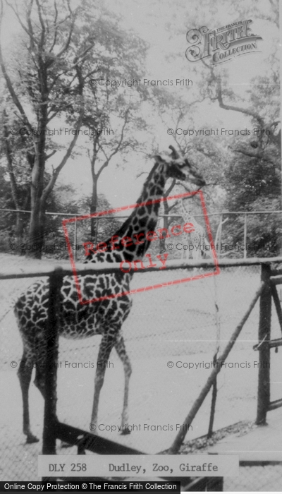 Photo of Dudley, Zoo, Giraffe c.1965