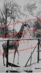 Zoo, Giraffe c.1965, Dudley