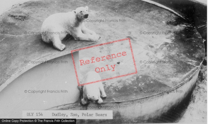 Photo of Dudley, Zoo, Polar Bears c.1965