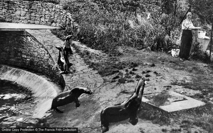 Photo of Dudley, Zoo, Sea Lions c.1955